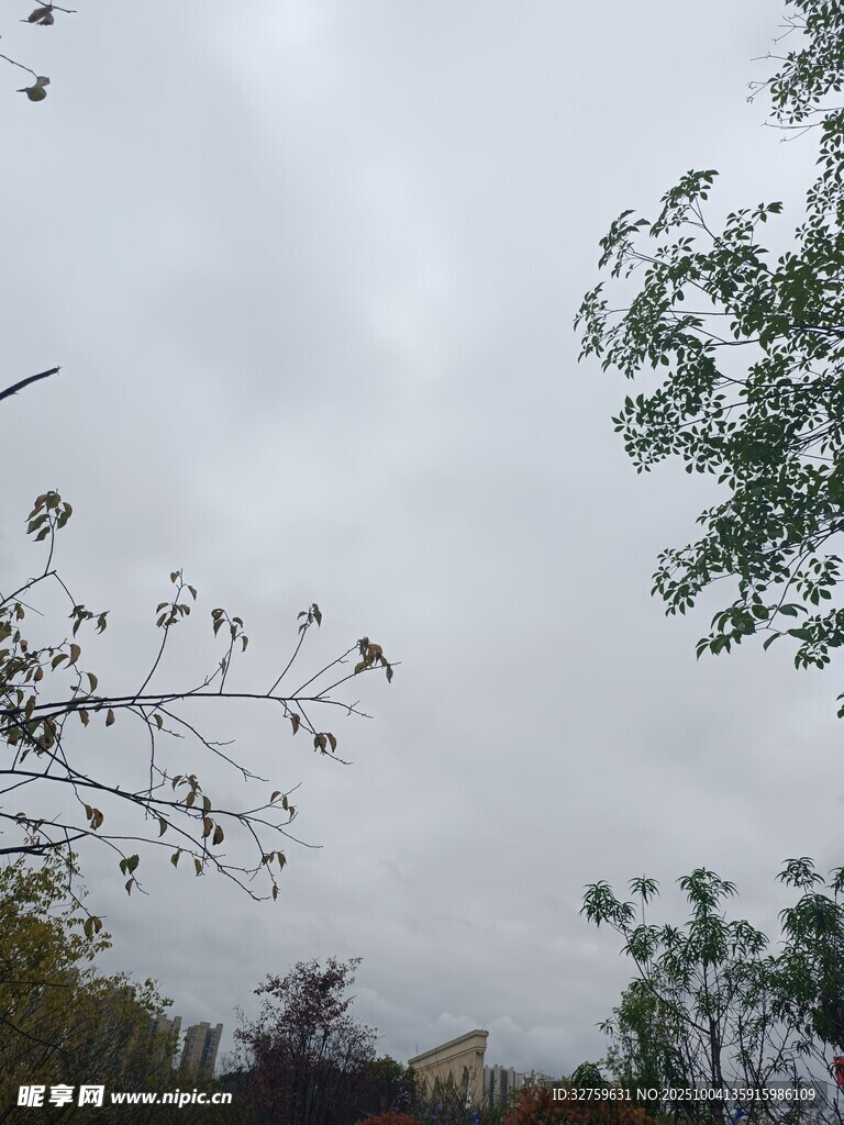 阴天时的树木与天空