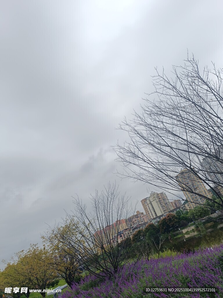 阴天的紫色花丛与树木