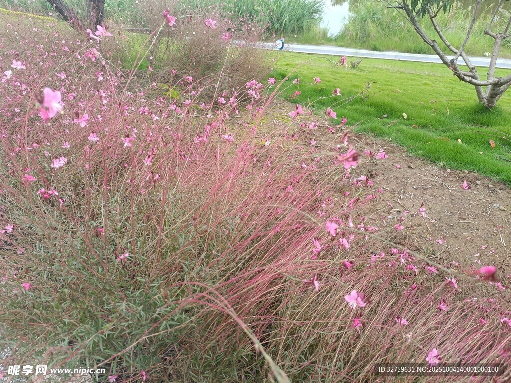 粉色花卉装点的美丽草地