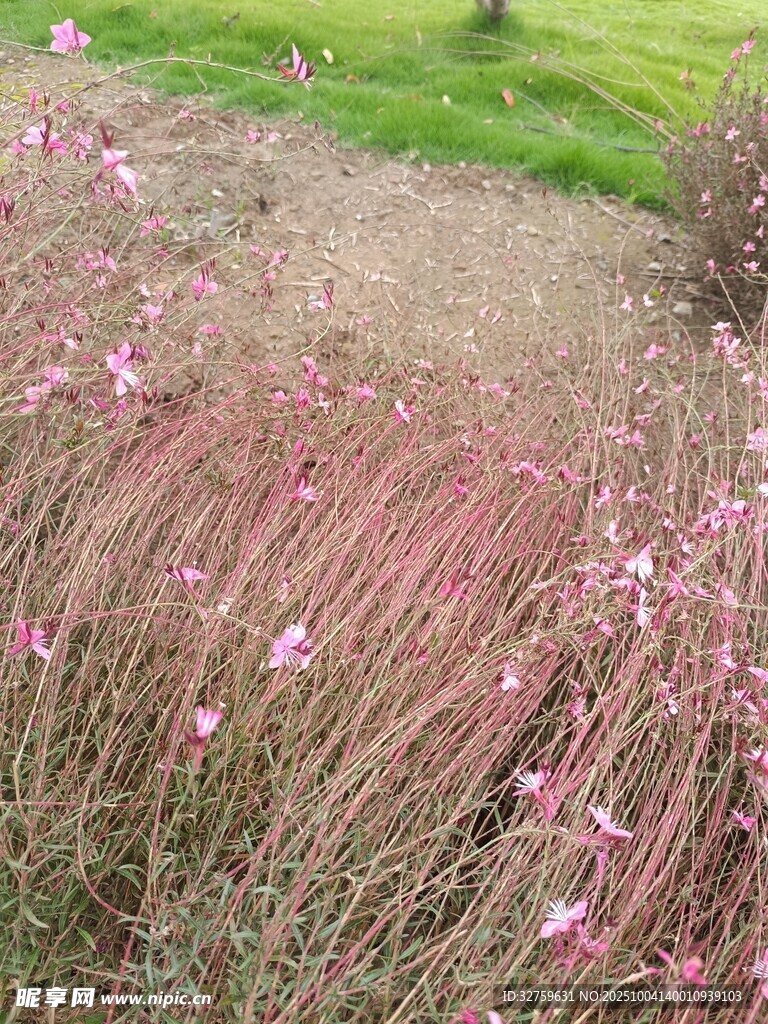 粉色野花绽放于草地间