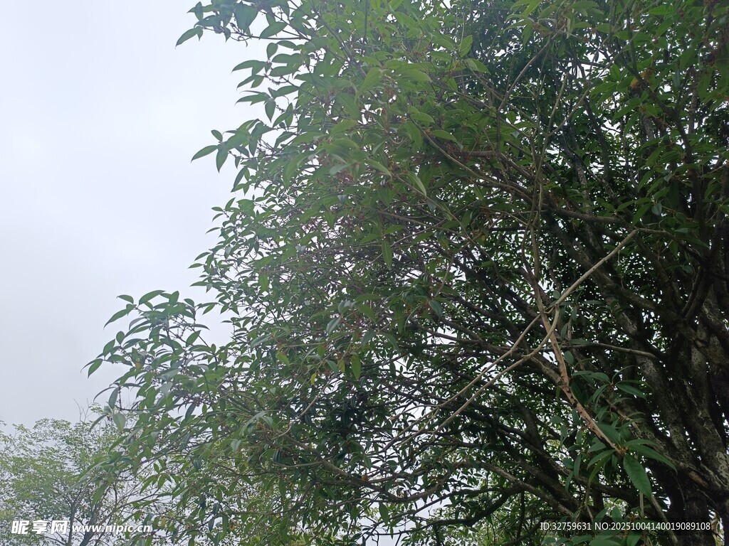 雾中葱郁树木