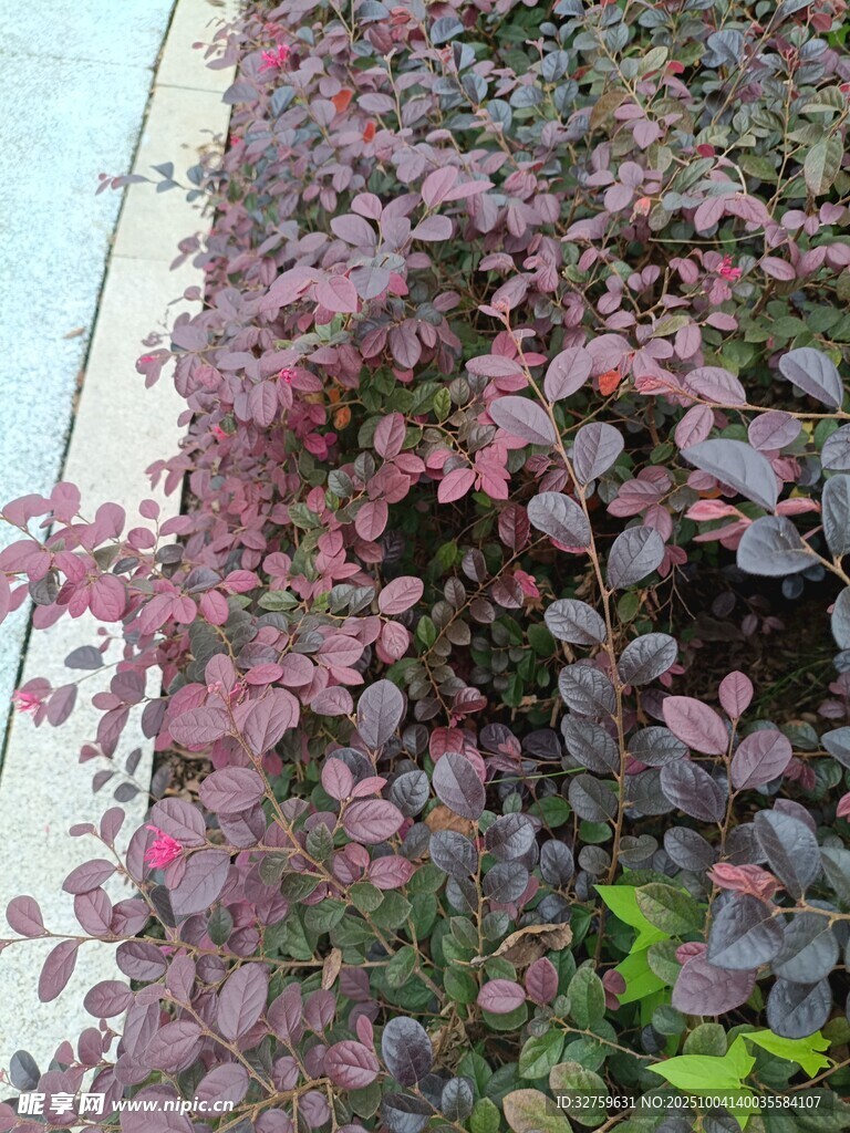 紫叶小檗植物景观