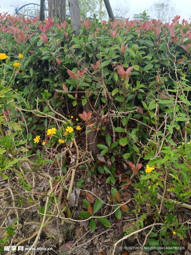 野外繁茂的花草植物