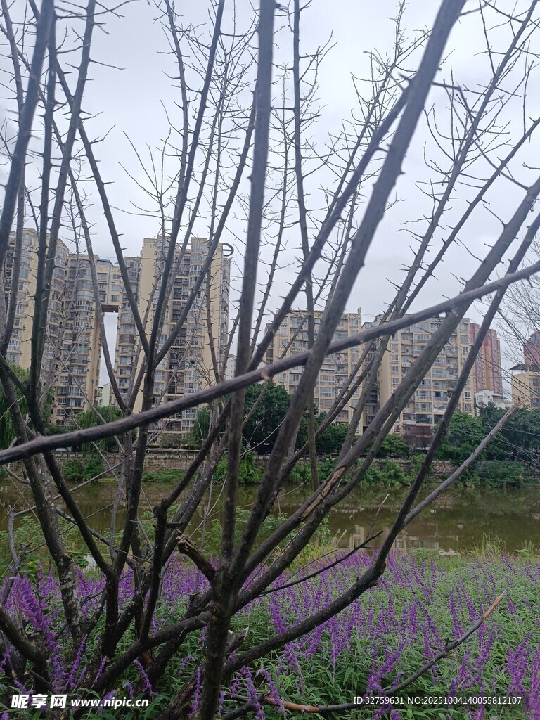 紫花与枯枝旁的城市景观