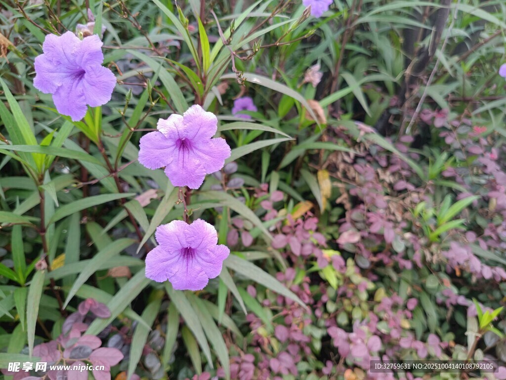紫色小花绽放于草丛间