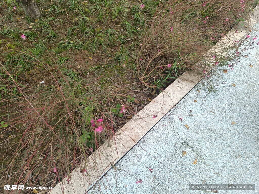 路边草丛中的粉色小花