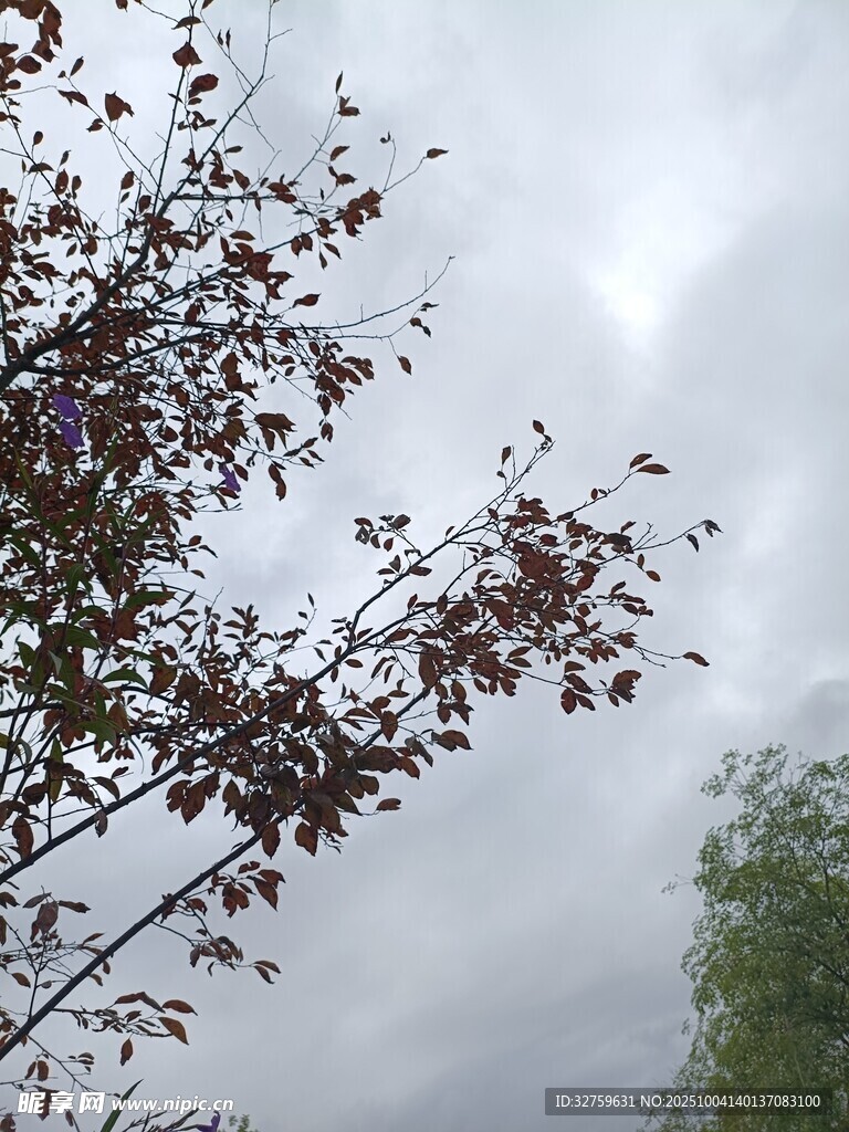 枝头繁花映灰蒙天空