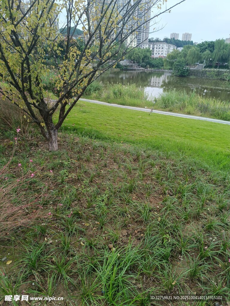 户外草地旁的树木景观