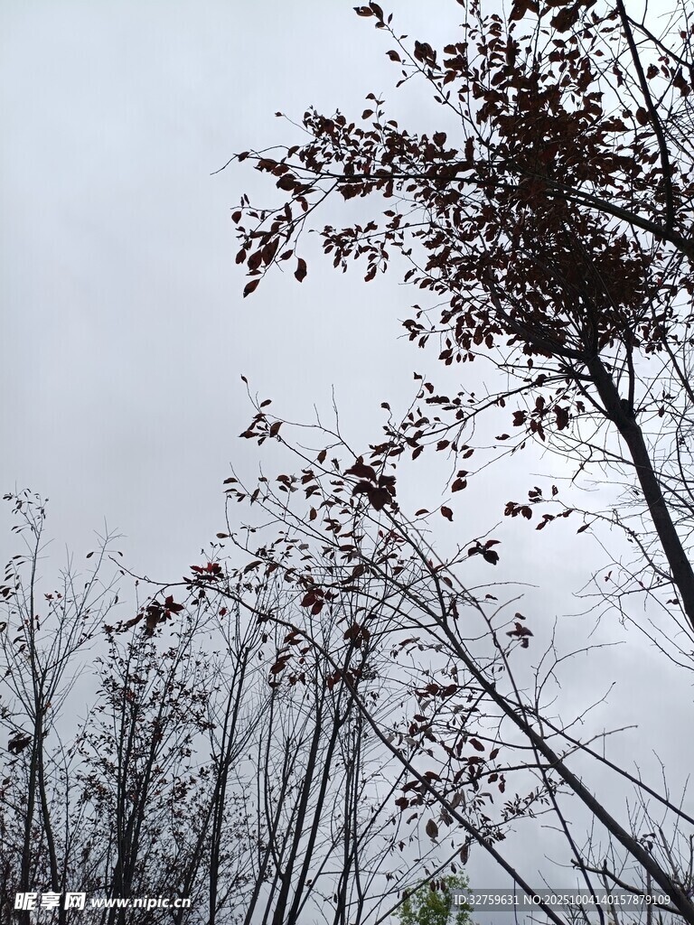 萧瑟秋景中的枯树与枝叶
