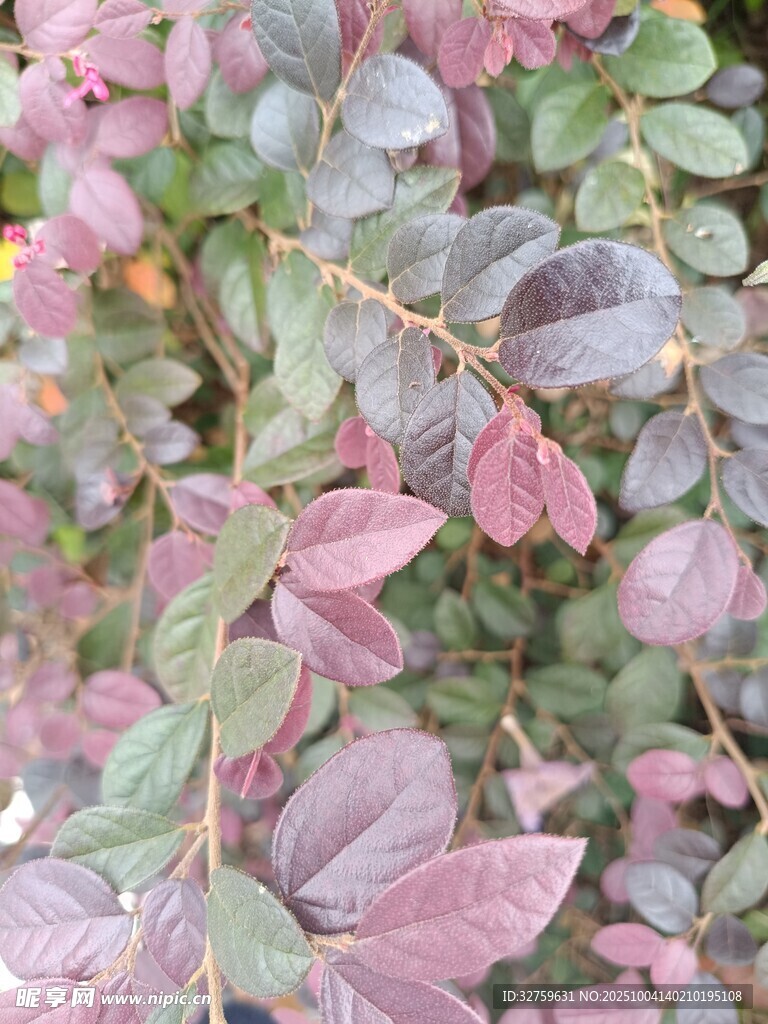 粉绿相间的多彩植物叶片
