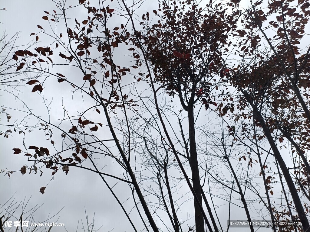 秋日枯树景象