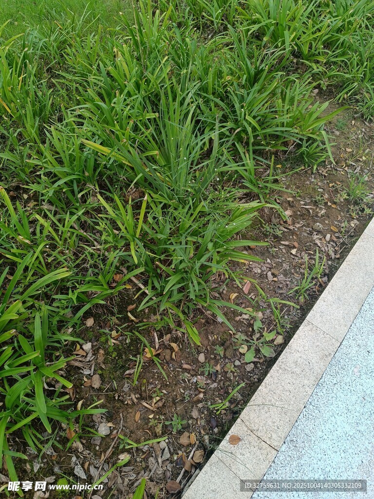 路边嫩绿草地景象