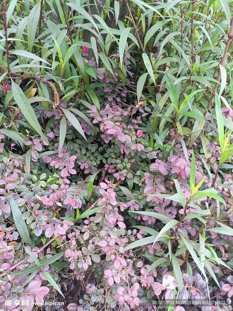 草丛中的粉色小花