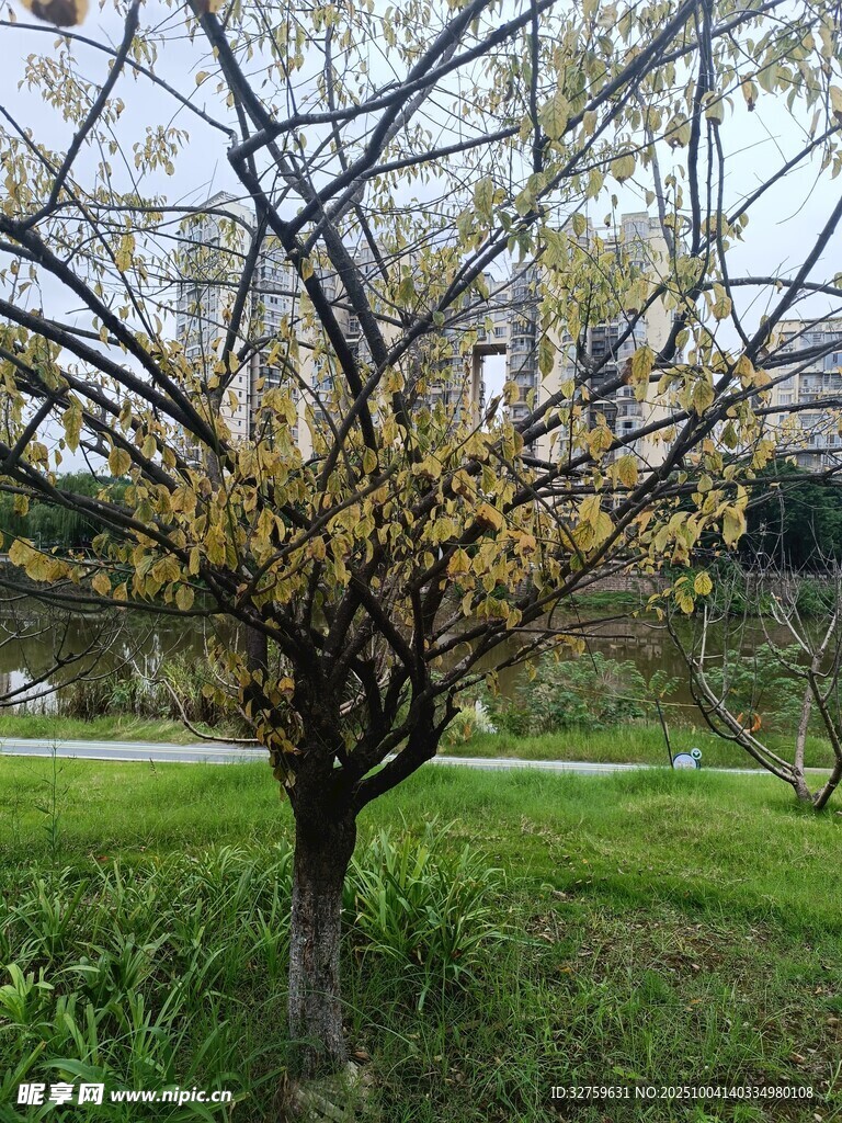 春日独树 