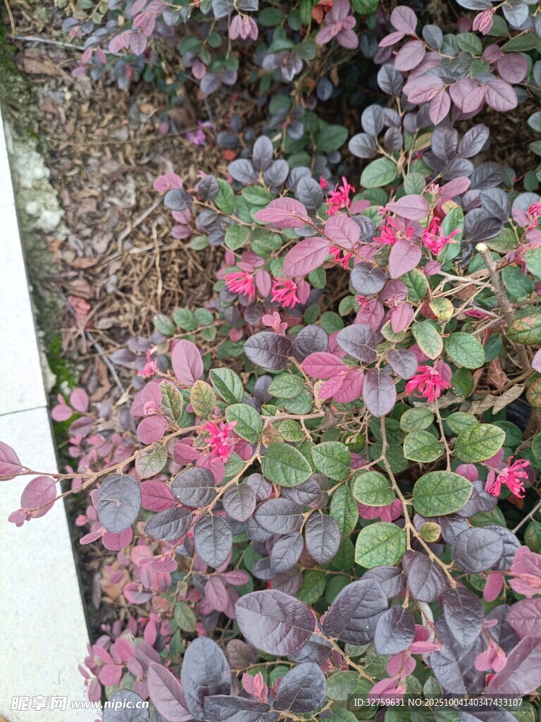 紫叶花丛绽放美丽景象