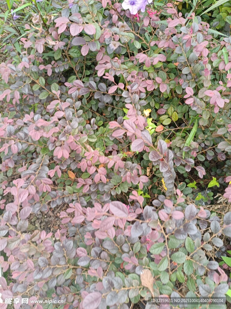粉色叶片植物特写