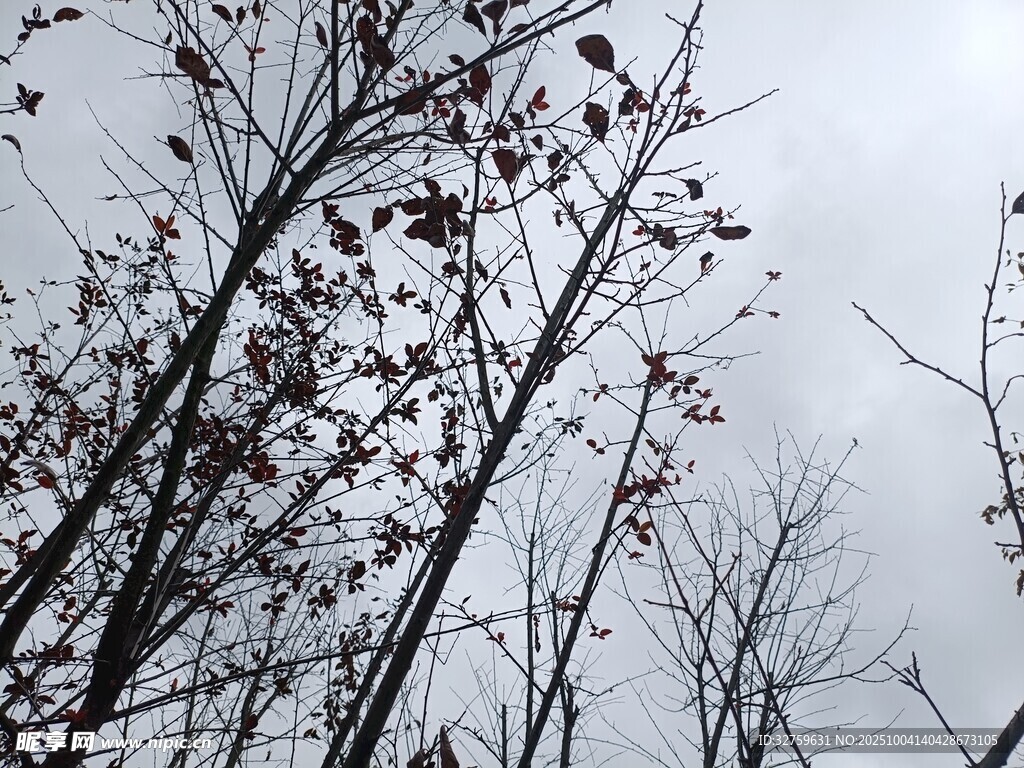 冬日萧瑟树枝