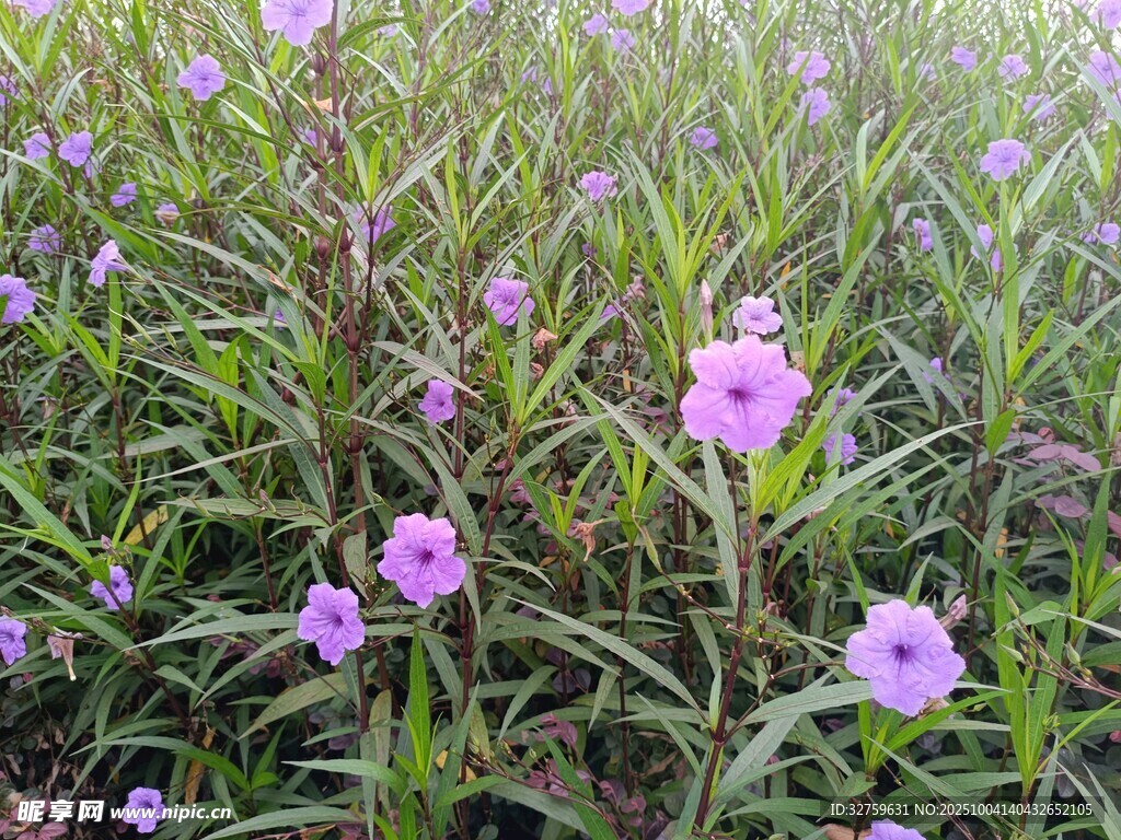 紫色野花绽放的美丽草地