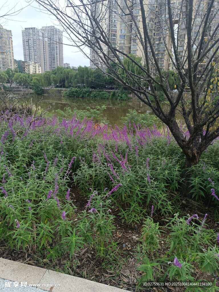 城市中绽放的紫色花丛