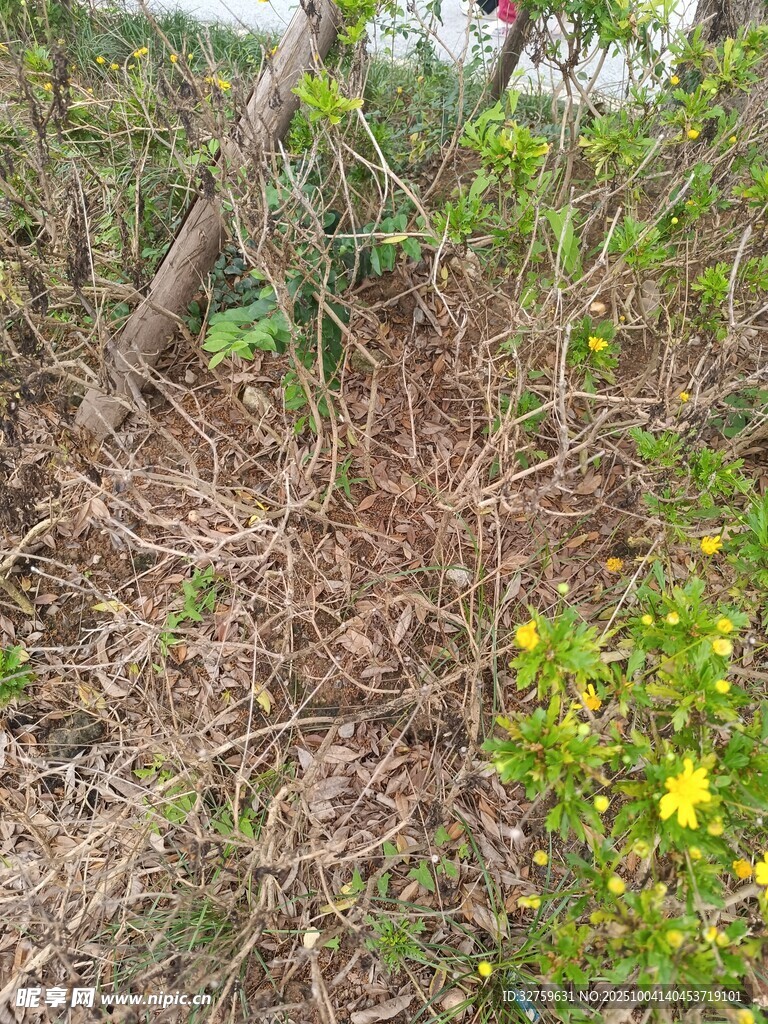 枯木间绽放的黄色小花