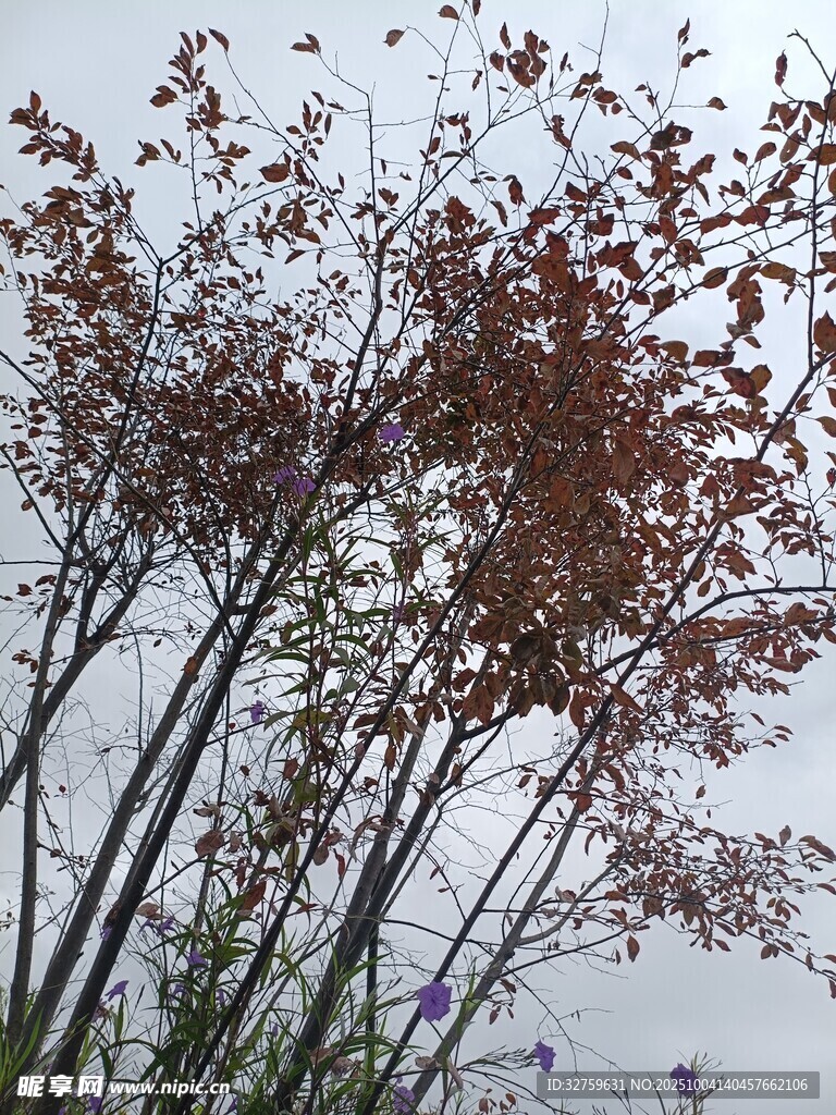 枝头红叶映灰白天空