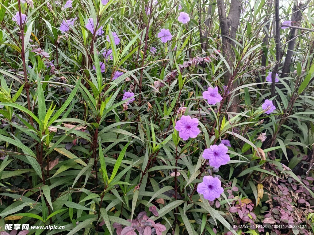 紫色野花绽放于草丛间