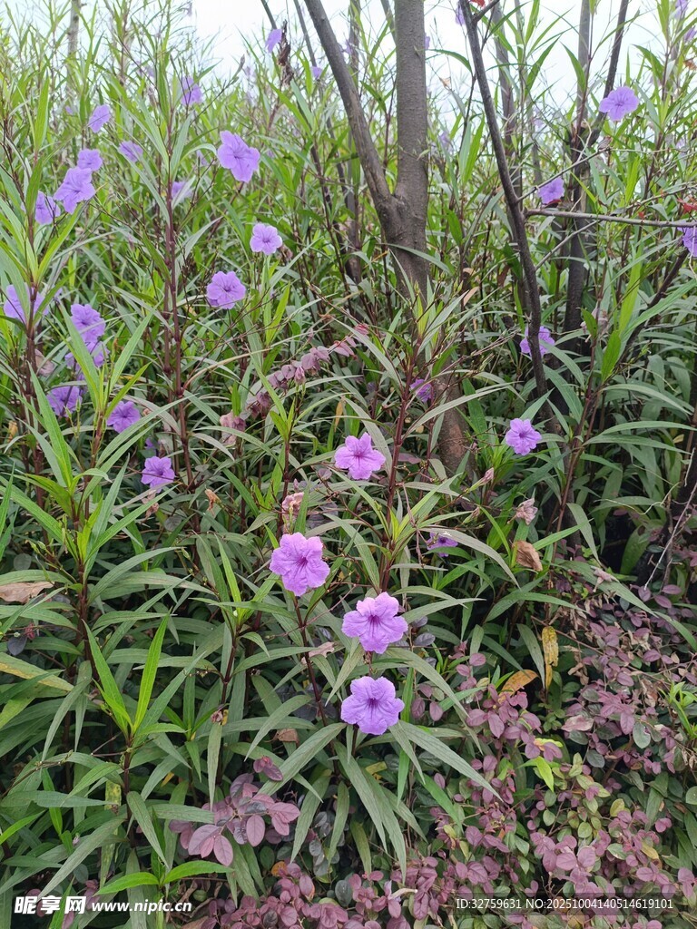 紫色野花绽放于草丛间