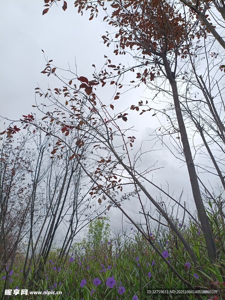 雨中树林 