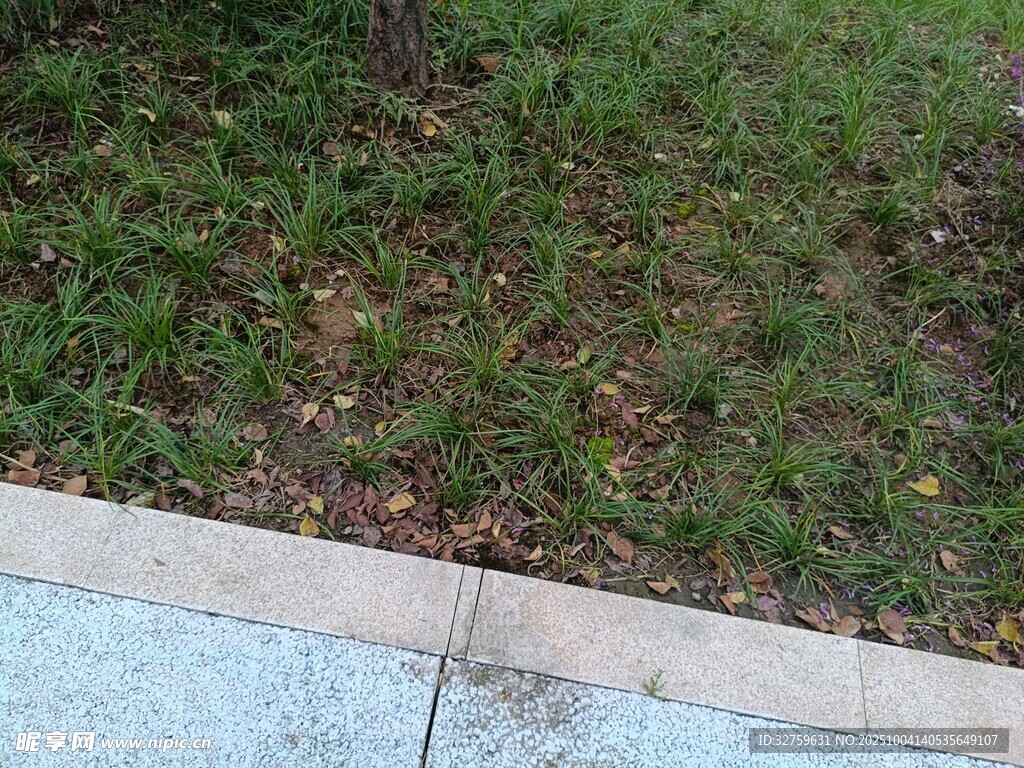 路边草地景象
