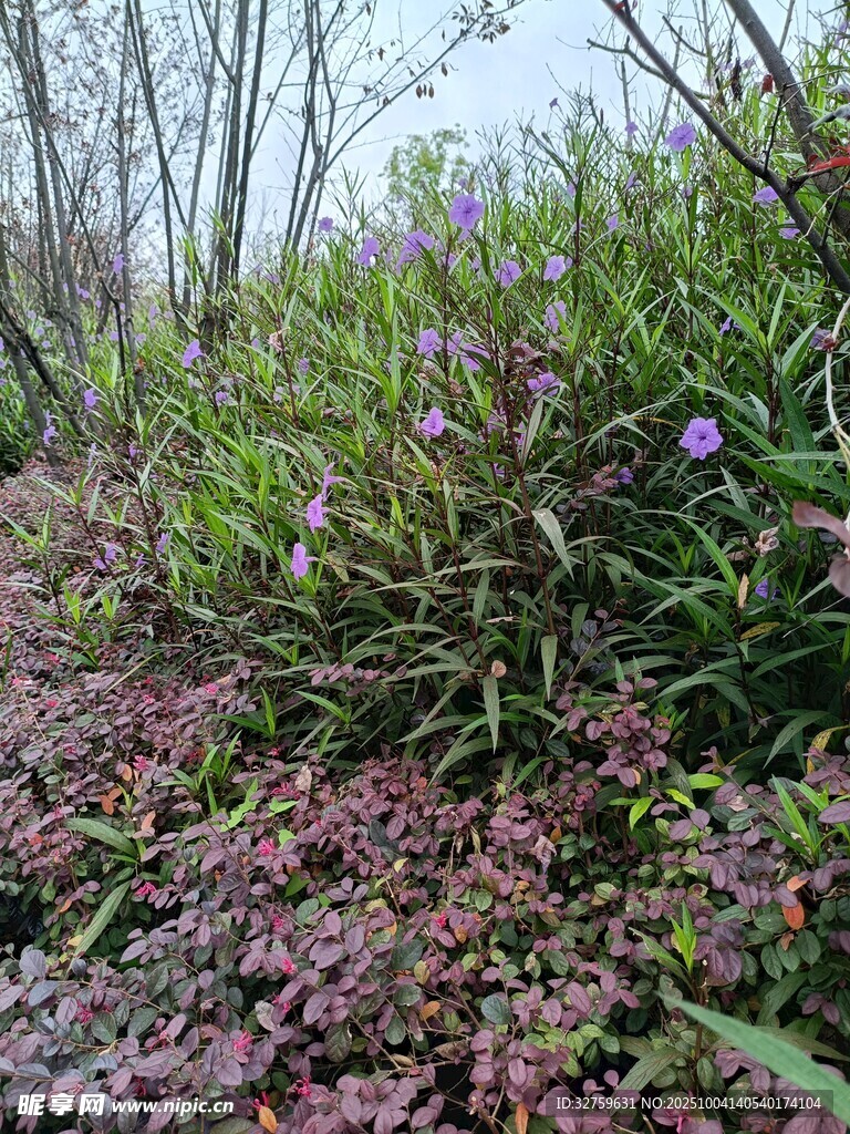 野外多彩植物景观