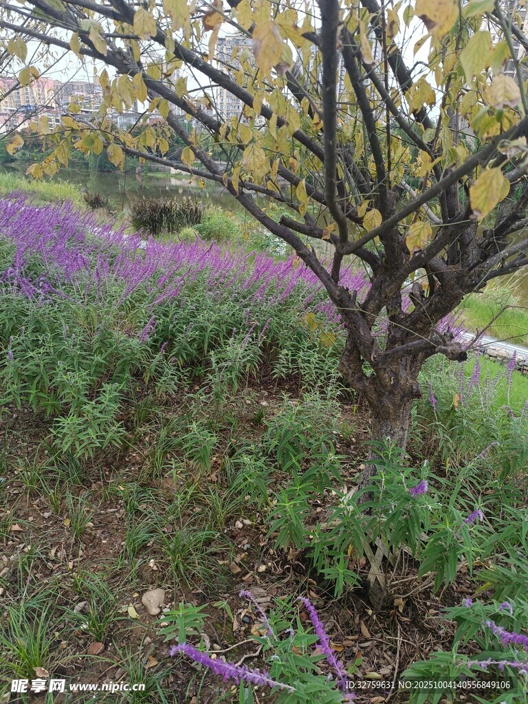 林间紫花与黄叶树