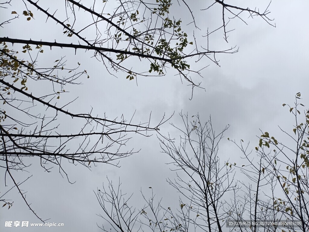 仰视枯树枝干与灰白天空