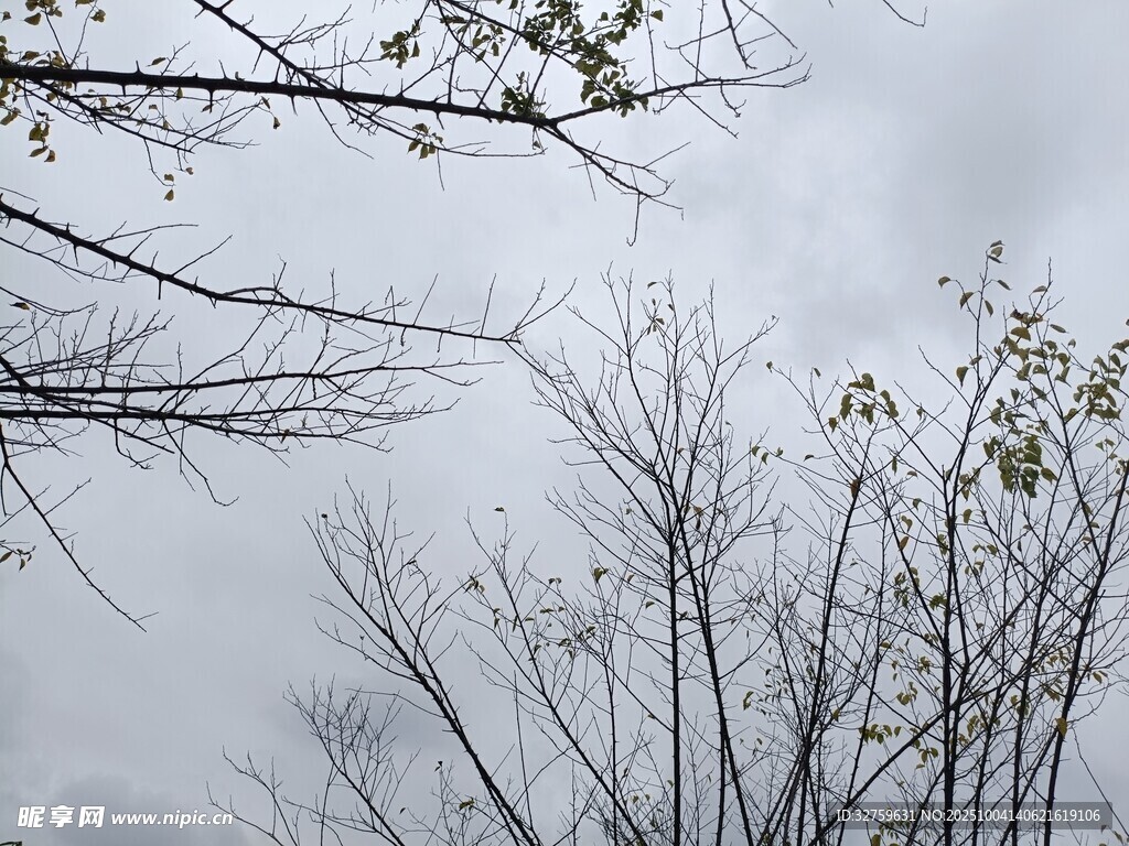 枯枝映灰天