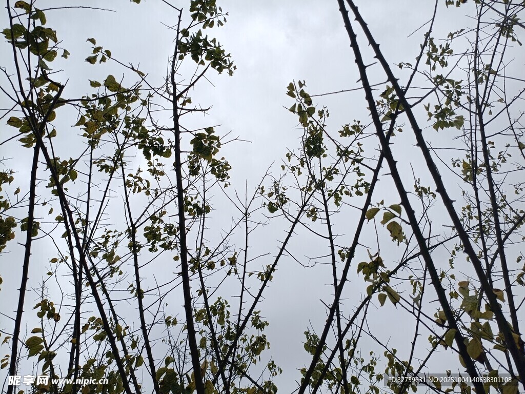 仰视下的繁茂植物枝干