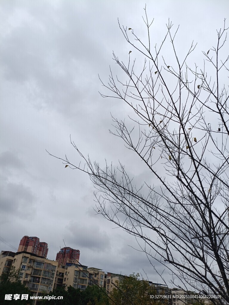 阴天树枝与远处建筑