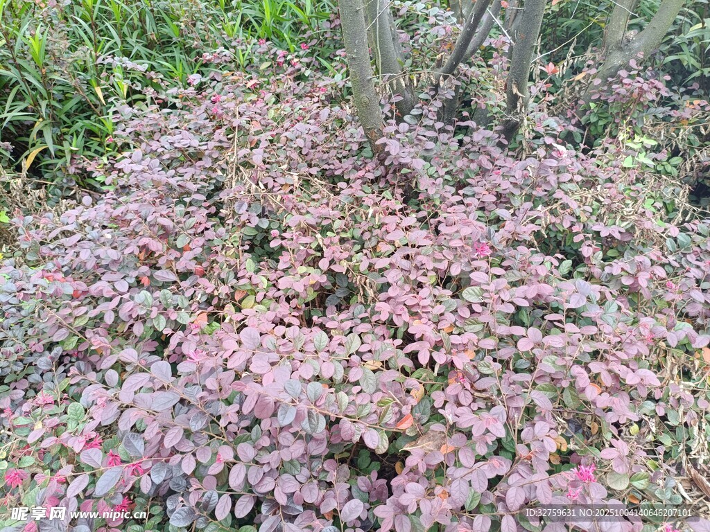 紫叶小檗植物景观