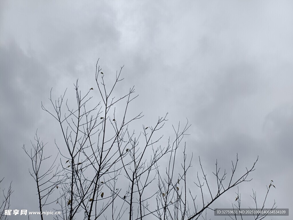 冬日枯树与阴沉天空