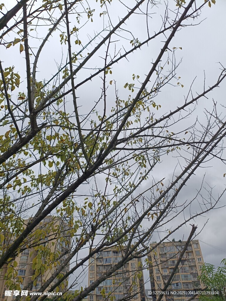 透过枝叶望高楼