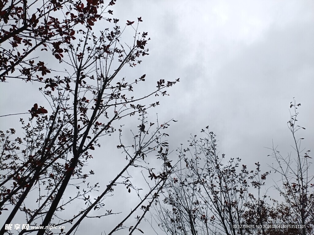 仰视枯树枝与阴沉天空