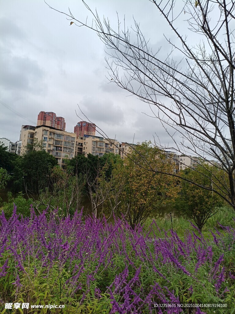 紫色花海映衬远方建筑