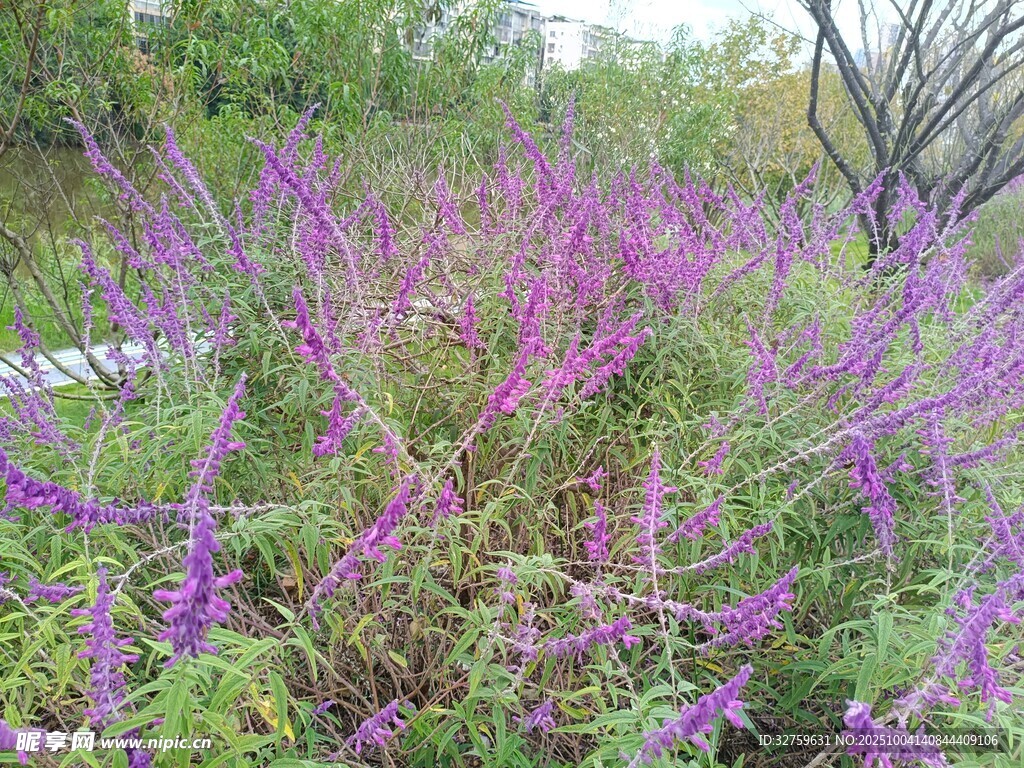 紫色花卉丛