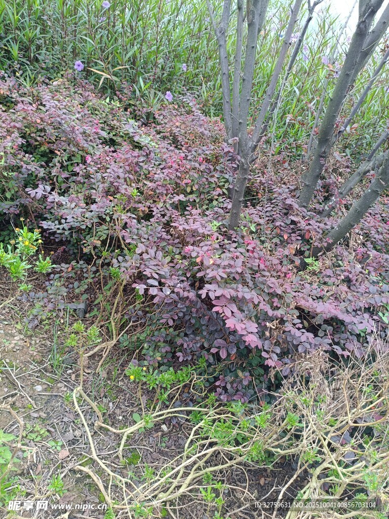 紫叶灌木生长于自然环境