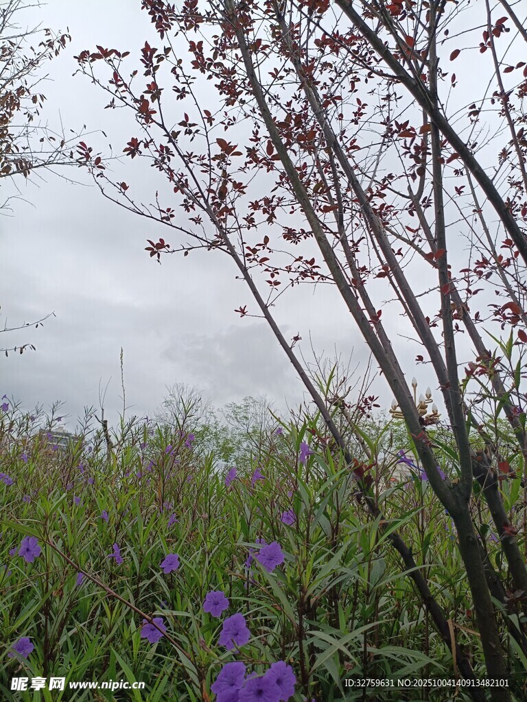 雨中绽放的紫色花卉与枝桠