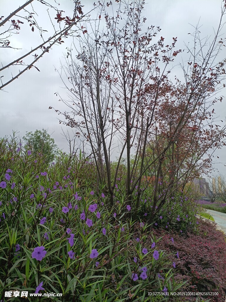 雨中花草树木的自然景致