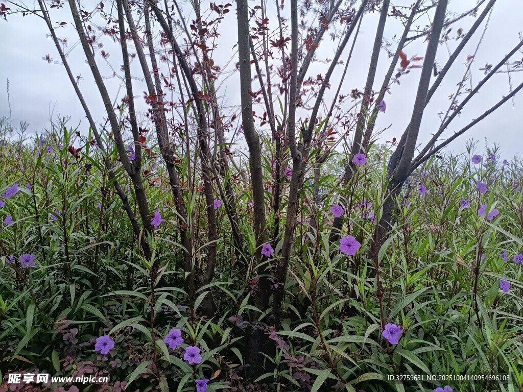 草丛中绽放的紫色小花