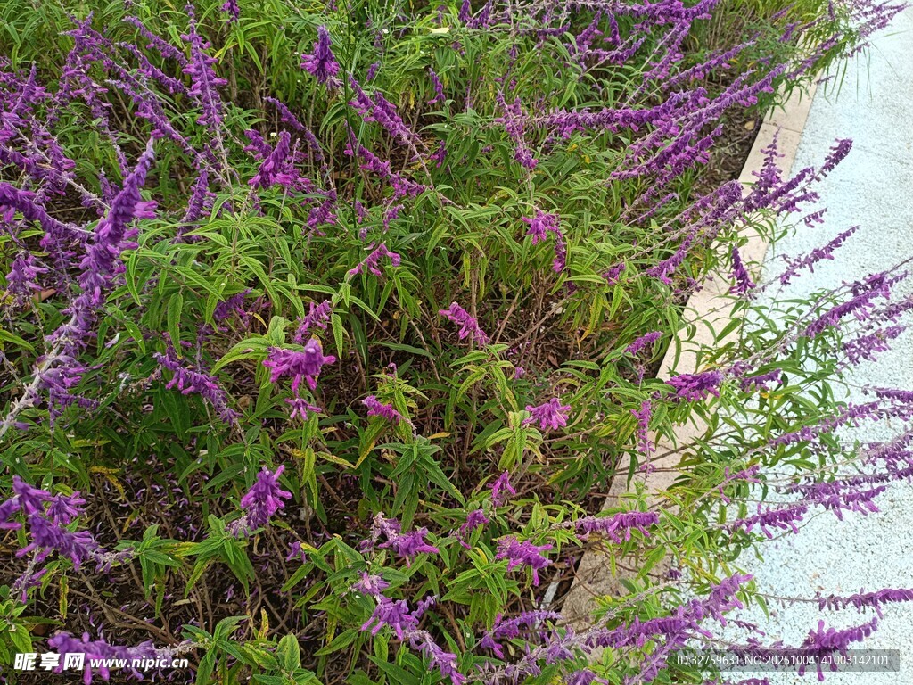 紫色花卉植物景观