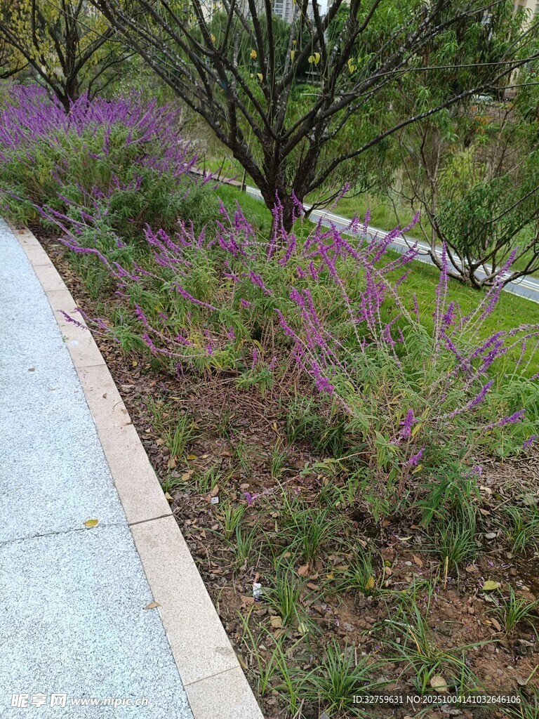 路边绿植景观