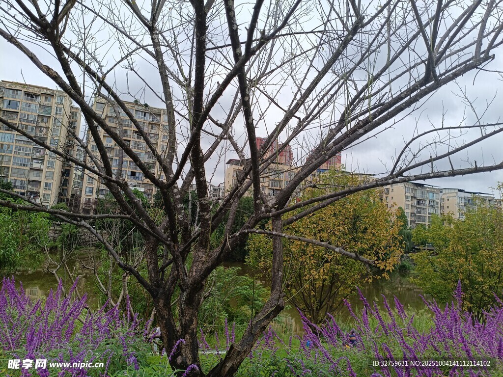 紫花中孤树 