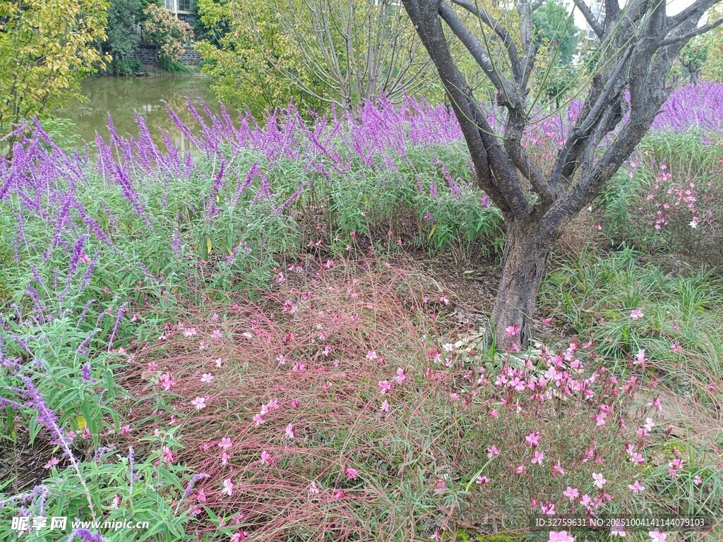 紫色花丛中的孤树