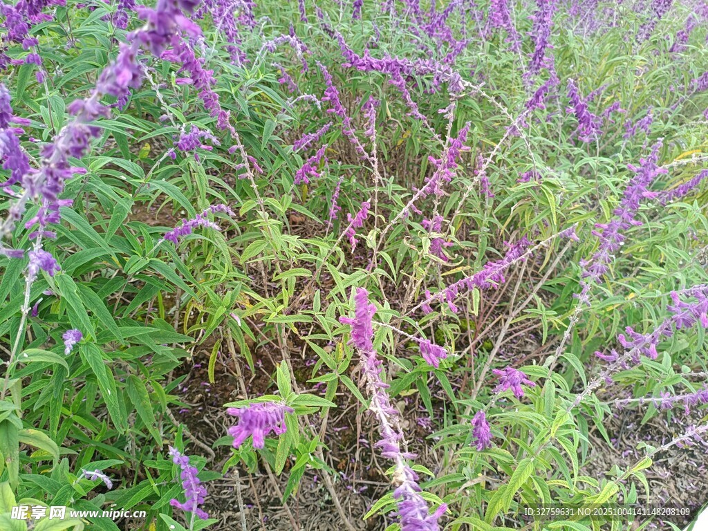 紫色花草丛生的自然景象
